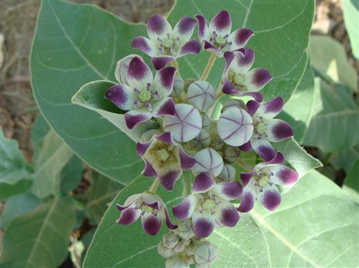 Calotropis procera